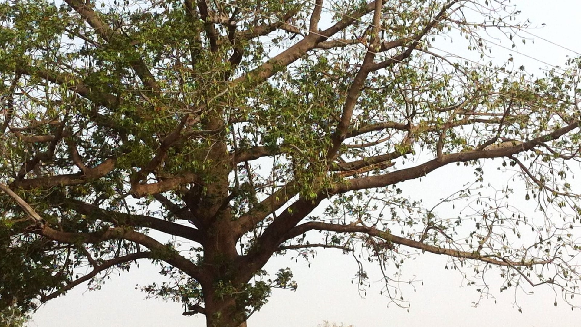 Große Ghana Rundreise